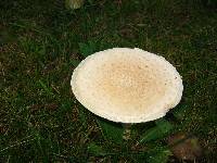 Amanita muscaria var. guessowii image