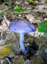 Cortinarius iodes image