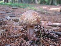 Amanita amerirubescens image