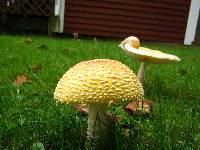 Amanita muscaria var. guessowii image