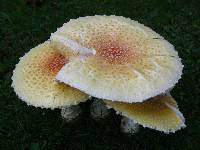 Amanita muscaria image