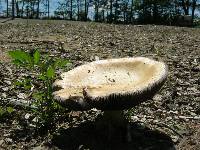 Stropharia rugosoannulata image