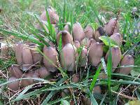 Coprinopsis atramentaria image