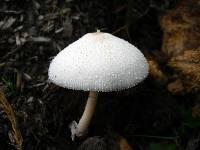 Leucocoprinus cepistipes image