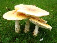 Amanita muscaria var. guessowii image