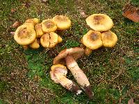 Armillaria mellea image