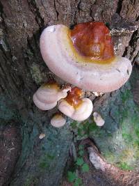 Ganoderma tsugae image