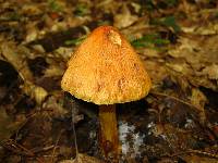 Cortinarius corrugatus image