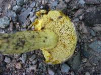 Retiboletus ornatipes image