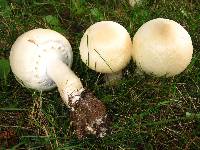 Agaricus arvensis image