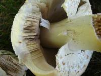 Agaricus arvensis image