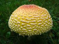 Amanita muscaria image