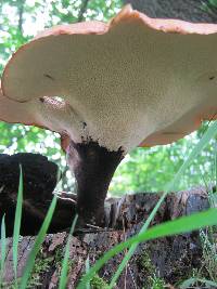 Polyporus squamosus image