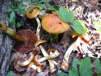 Cortinarius corrugatus image