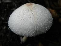 Leucocoprinus cepistipes image