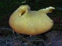 Tricholomopsis decora image