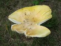 Amanita muscaria var. guessowii image