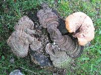 Xylaria polymorpha image