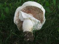 Agaricus arvensis image