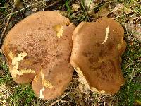 Tylopilus ferrugineus image