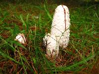 Coprinus comatus image