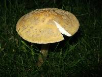 Amanita rubescens image