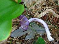 Cortinarius iodes image