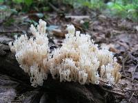 Artomyces pyxidatus image