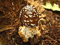 Amanita brunnescens image