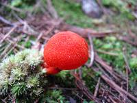 Hygrocybe miniata image