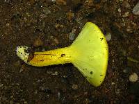 Pulveroboletus ravenelii image