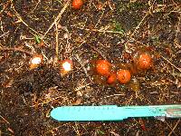 Calostoma cinnabarinum image