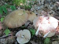 Pluteus cervinus image