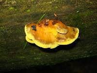 Pseudomerulius curtisii image