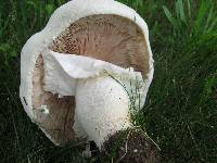 Agaricus arvensis image