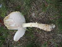 Amanita muscaria var. guessowii image