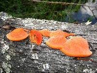 Pycnoporus cinnabarinus image