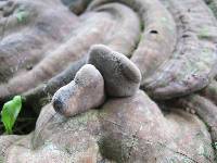 Xylaria polymorpha image