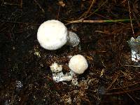 Hypomyces hyalinus image