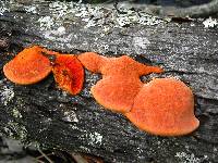 Pycnoporus cinnabarinus image