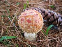 Amanita muscaria var. guessowii image