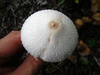 Leucocoprinus cepistipes image