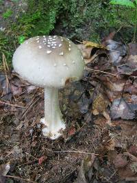 Amanita brunnescens image