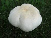 Agaricus arvensis image