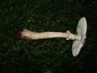 Amanita rubescens image