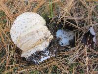 Amanita muscaria image