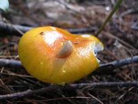 Amanita flavoconia image