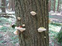 Ganoderma tsugae image