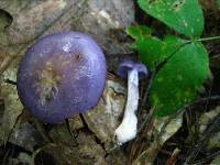 Cortinarius iodes image