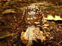 Amanita brunnescens image